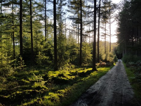 Speulderbos