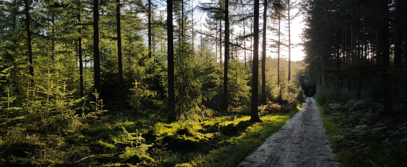 Speulderbos