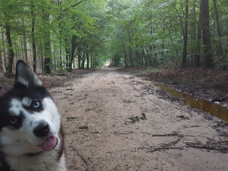 Huisdieren Veluwe