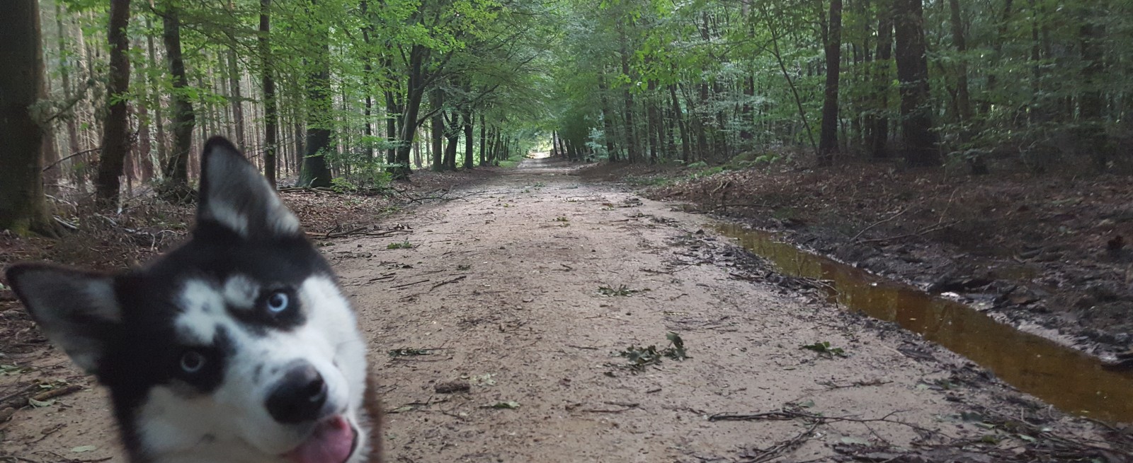 Huisdieren Veluwe